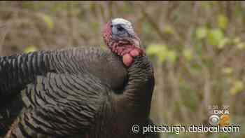 Youth Turkey Season Begins, Season Opens To All Hunters Next Saturday