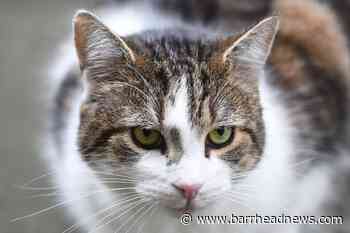 Human-to-cat Covid-19 transmission identified by scientists - Barrhead News