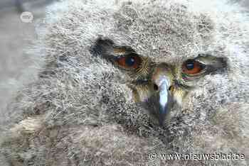 Spooky, het uilskuiken van Essen, kijkt gewoon mee tv bij baasje