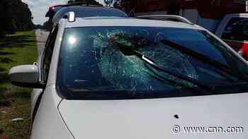 Turtle crashes through a car's windshield, sending a woman to the hospital
