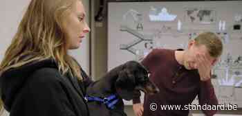 'De Mol' verrast weer, met glans - De Standaard