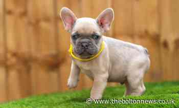 French Bulldog puppy Leo taken by burglars armed with knife on Spencer Street, Accrington