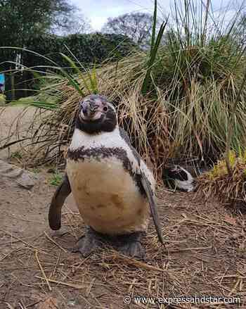 Pingu celebrates 30th birthday at Dudley Zoo - expressandstar.com