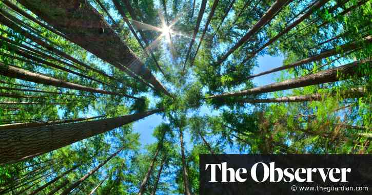 Secrets of a tree whisperer: ‘They get along, they listen – they’re attuned’