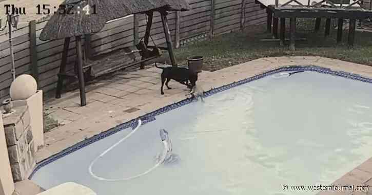 Watch: Family Dog Springs Into Action When Friend Starts to Drown in Swimming Pool