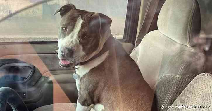 Adopted Pit Bull Receives Hero Award for Saving His Owner’s Life