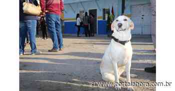 Centro de Bem-estar Animal de Imbituba promove campanha de arrecadação de ração para cães e gatos; saiba como ajudar - Portal AHora