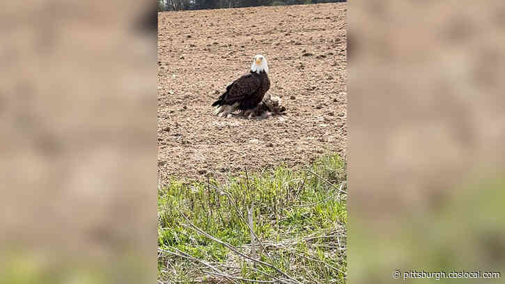 Bald Eagle Sighted In Western Pennsylvania Field
