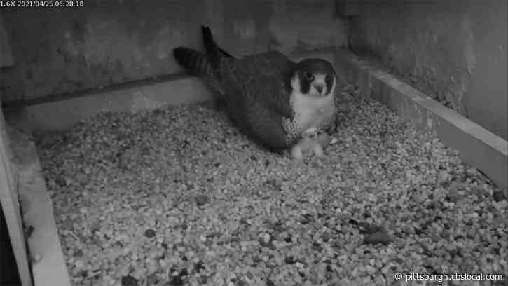 First Peregrine Falcon Chick Hatches At Pitt’s Cathedral Of Learning Nest