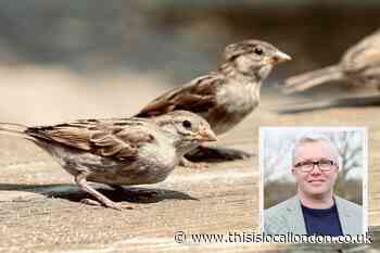 Endangered in Wanstead campaign working to protect house sparrow