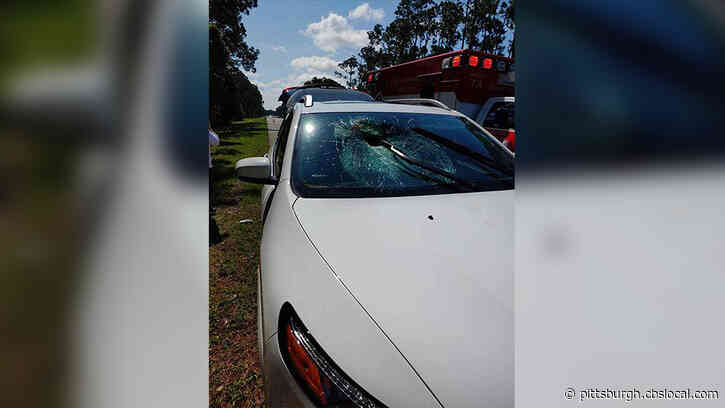 Turtle Crashes Through Car’s Windshield, Sending 71-Year-Old Woman To The Hospital