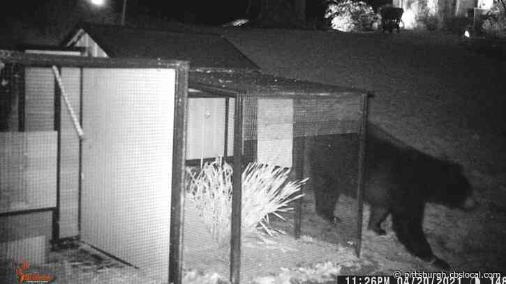 Pennsylvania Game Commission Traps, Relocates Bear Roaming Around Bell Acres