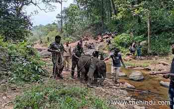 Orphaned elephant calf taken to forest camp - The Hindu