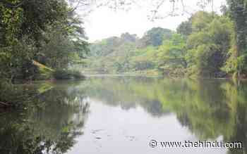 Riverine forest to get protection - The Hindu