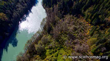 Pacific Northwest's 'forest gardens' were deliberately planted by Indigenous people - Science Magazine