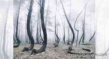 School Today Mystery of Poland's Crooked Forest - Telangana Today