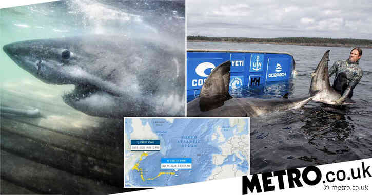Giant great white shark heading for British shores just in time for summer
