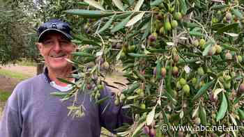 Olive growers eye 'truly amazing' harvest after disastrous 2020