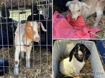 Back home: Stolen baby rescue goats with special needs returned, need medical care - WRAL.com