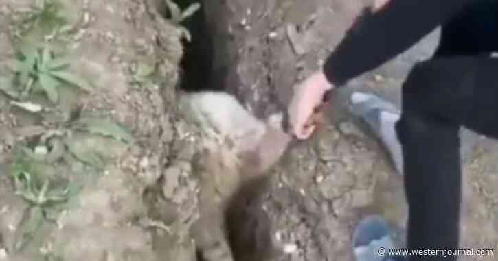 Most People Watching Viral Video of Sheep This Sunday Will Miss the Hidden Lesson About the Good Shepherd