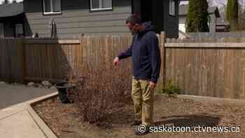 'Everything is cleaned out': Saskatoon greenthumbs urged to buy, plant early amid stock shortages - CTV News Saskatoon