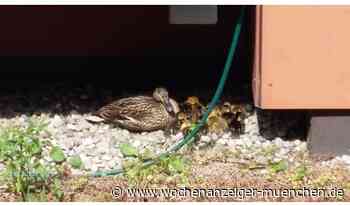 Jedem sein Haustier - Wochenanzeiger München