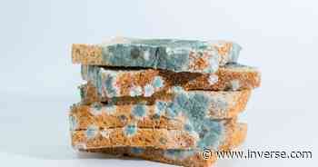 Food scientists debunk a dangerous myth about moldy food - Inverse