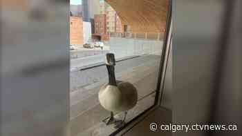 Calgary Public Library staff enjoy the life of a pair of Canada geese - CTV Toronto
