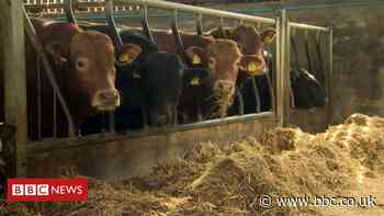 Northern Ireland agri-food sector set for major review - BBC News