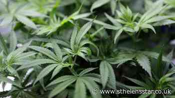 Police bust two cannabis factories in St Helens - St Helens Star