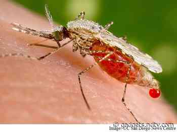 Potential Breakthrough In Malaria Vaccine? New Jab Demonstrates 77 Percent Efficacy
