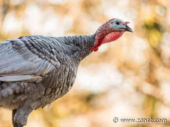 Labor calls Australia's COVIDSafe app a 'turkey' on anniversary of controversial app