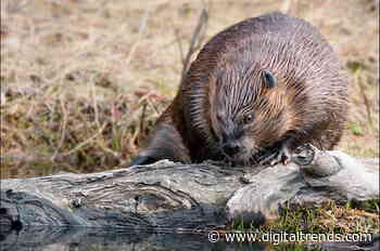 How a beaver knocked out the internet for remote Canadian community