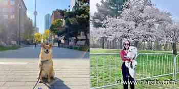 9 Toronto Dog Parks That Are Just As Pawsome For You As For Your Puppy - Narcity