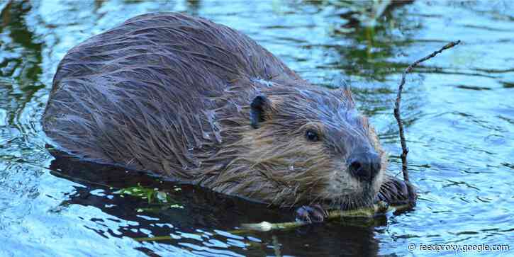 Beavers shut down the internet for 36 hours in a small Canadian town by chewing through fiber cables while looking for materials to build their dam