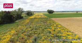 Trebur Hamsterhotel in Trebur zur Unterstützung der kleinen Sammler - Echo Online