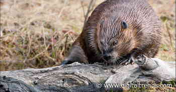 How a beaver knocked out the internet for a remote Canadian community