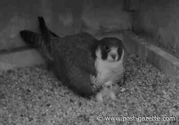 3 peregrine falcon eggs hatch at Pitt’s Cathedral of Learning