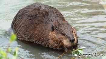 Hundreds lose internet service in northern B.C. after beaver chews through cable