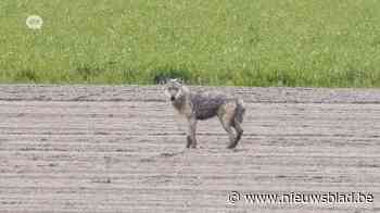 Wolf gespot nabij Kalmthoutse heide: beet dit dier de schapen dood?