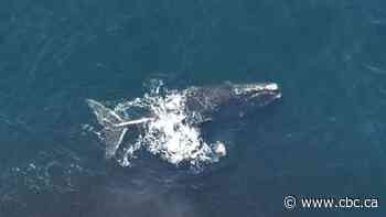 1st endangered right whale arrives in Canadian waters, triggering crab fishery closure