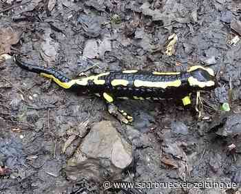 Der April, der macht was er will – auch im Landkreis Neunkirchen - Saarbrücker Zeitung