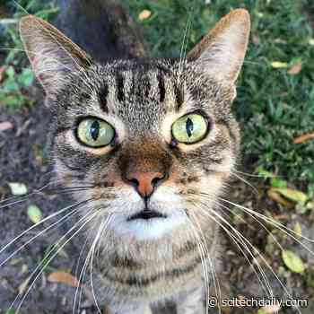 Whisker Simulation Gives New Insight Into Mammals’ Mysterious Sense of Touch