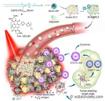 New Platelet-Based Formulation Developed for Combination Anticancer Therapy