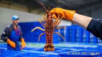 Australian lobsters once fed world leaders. Now they are being sold out of a van