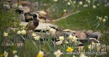 Golden Valley man turns yard into daffodil destination