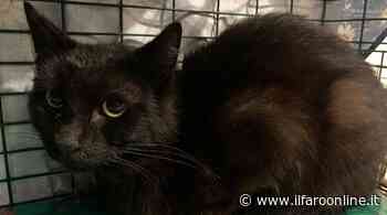 Pomezia, gattino si arrampica su un tetto e resta bloccato per 4 giorni: salvato dall'Enpa - IlFaroOnline.it