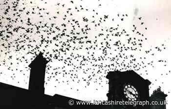 ‘Invasion’ of starlings saw Blackburn station platform shut