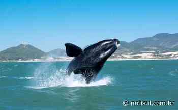 Imbituba e Laguna representarão a AMUREL no Colegiado Estadual de Turismo e Cultura - Notisul