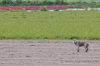 Wolf gespot dicht bij Nederlandse grens: komt hij ook onze richting uit?